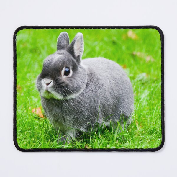 Item preview, Netherland Dwarf, Silver designed and sold by Ksswaden.