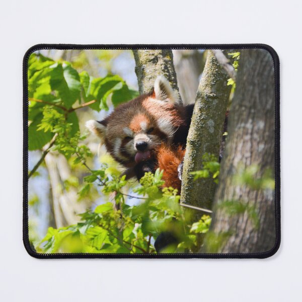 Item preview, Red Panda grooming designed and sold by Ksswaden.