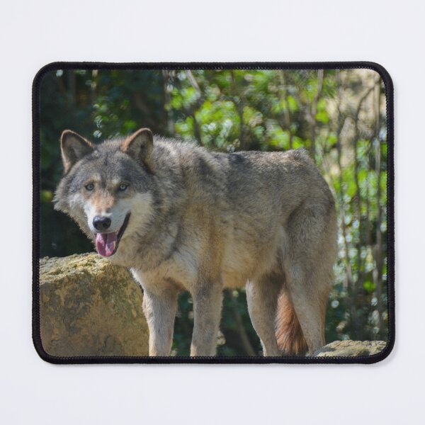 Item preview, European grey wolf designed and sold by Ksswaden.