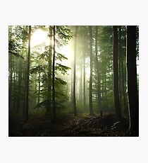 Foggy Woods Photographic Print