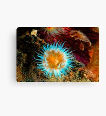 Vibrant Anemone Canvas Print