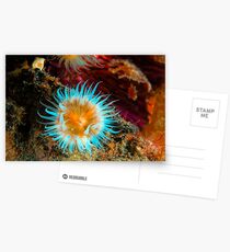 Vibrant Anemone Postcards
