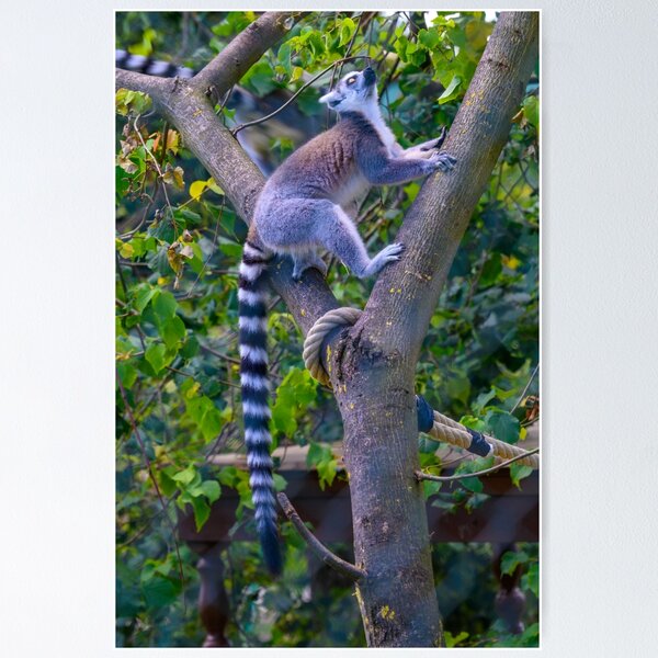 Item preview, Lemur - ring-tailed lemur climbing designed and sold by OskiOnTour.