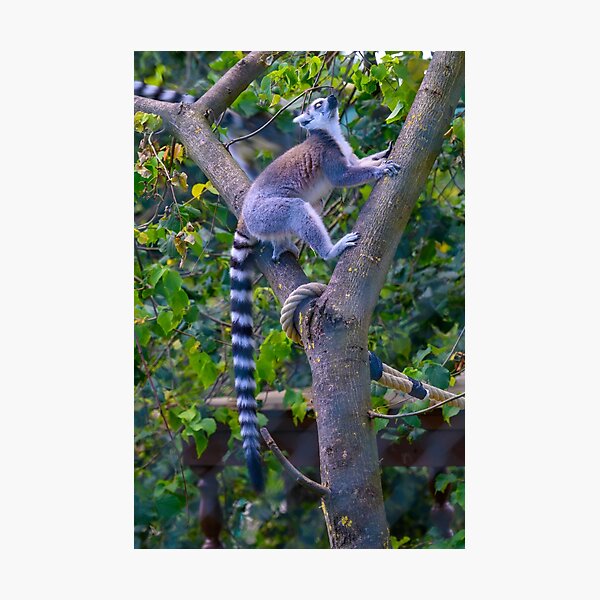 Item preview, Lemur - ring-tailed lemur climbing designed and sold by OskiOnTour.