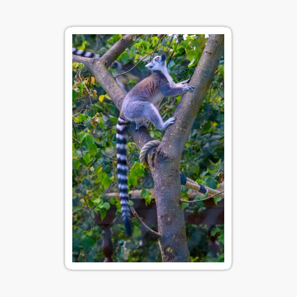 Lemur - Katta beim Klettern Sticker