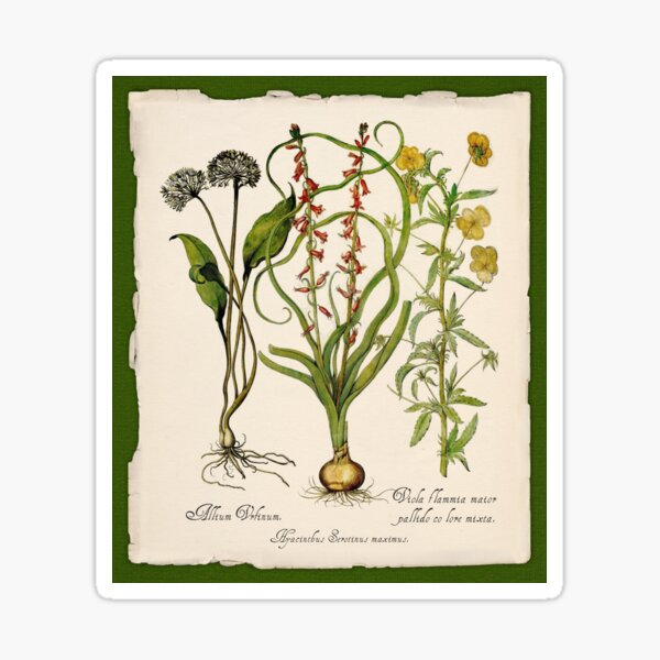 Item preview, Botanica Nostalgia I plant botanical study designed and sold by Glimmersmith.
