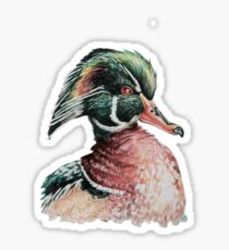 Wood Duck Sticker