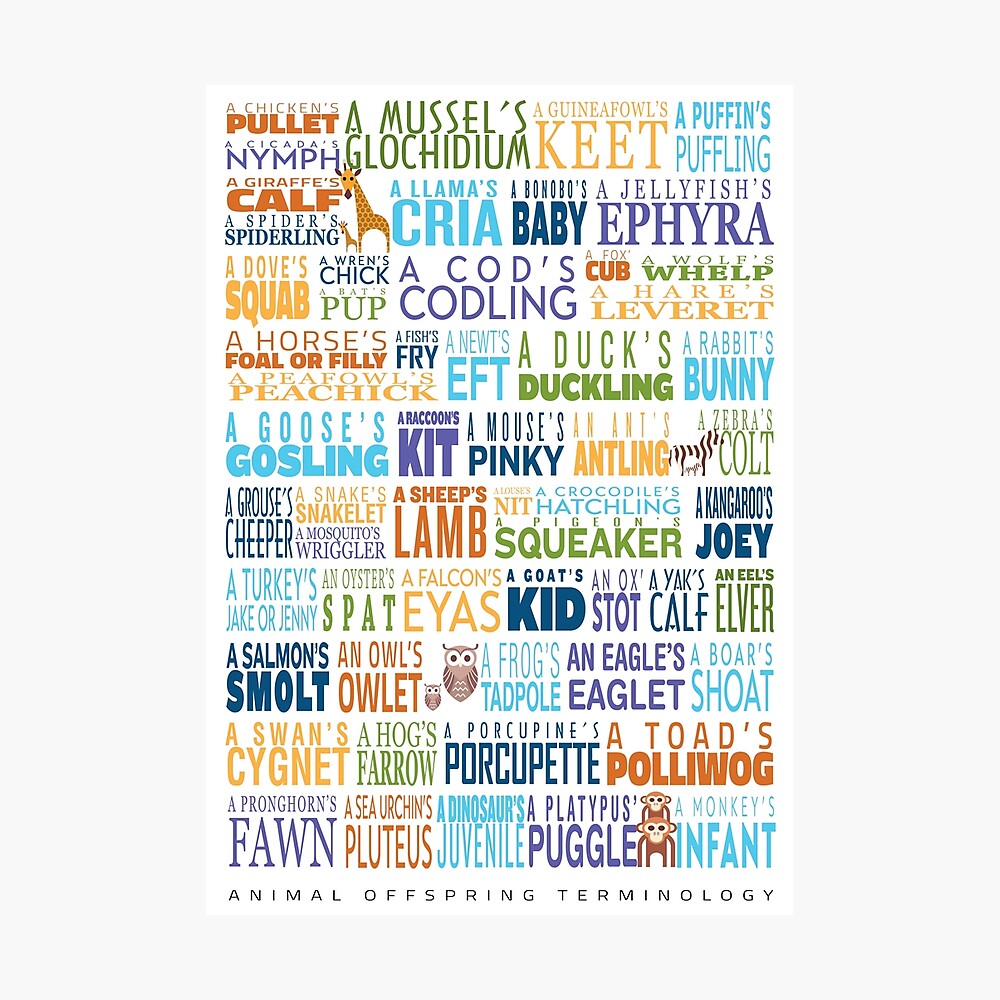 Animal Offspring Terminology - Animal Baby Names - Funky Font Edition Animal Offspring Terminology - Animal Baby Names - Funky Font Edition