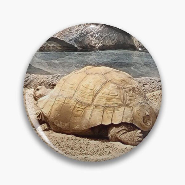 Item preview, old turtle on the beach designed and sold by barbich.