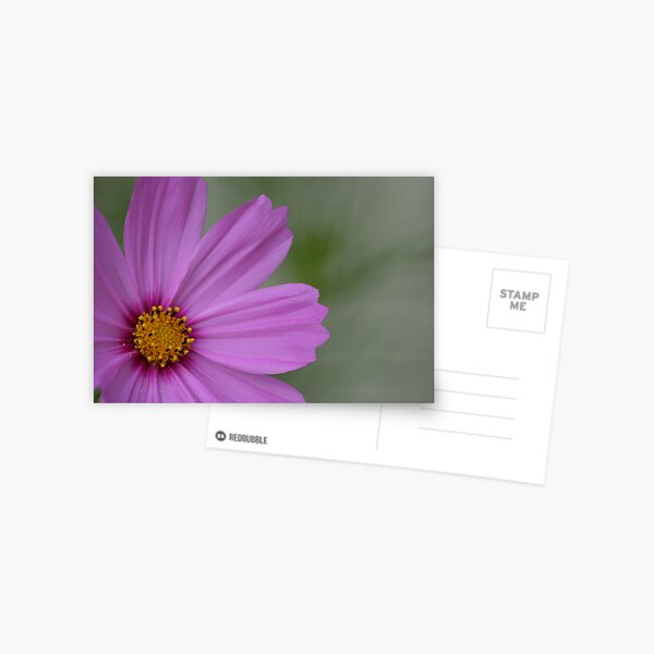 REDREAMING PETALS Postcard