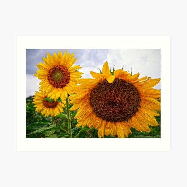 Sunflower Mama & her Daughters Art Print