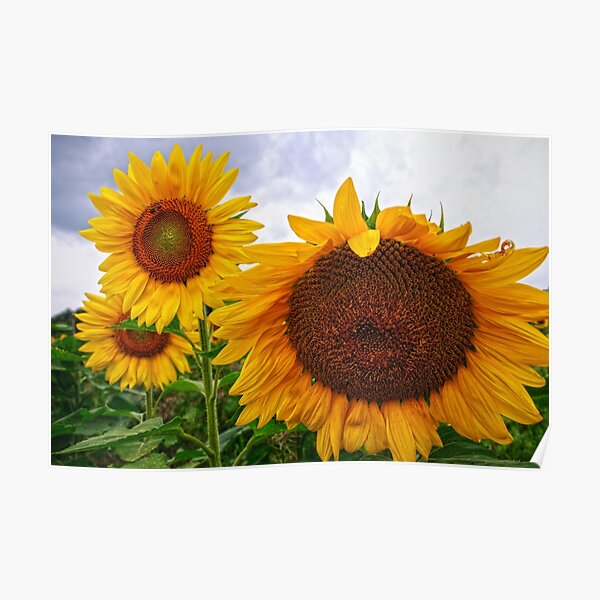 Sunflower Mama & her Daughters Poster