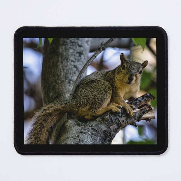 Item preview, Gray Squirrel  designed and sold by MoreGoodArt.