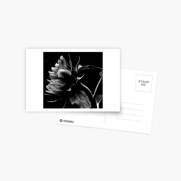 Bending Sunflower in B&W Postcard