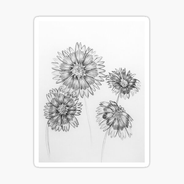 "Indian Blanket Flowers Drawing by Jolene Edwards" Sticker by CurlyClaraBelle Redbubble