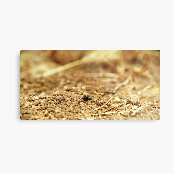 Digging in the Dirt Metal Print