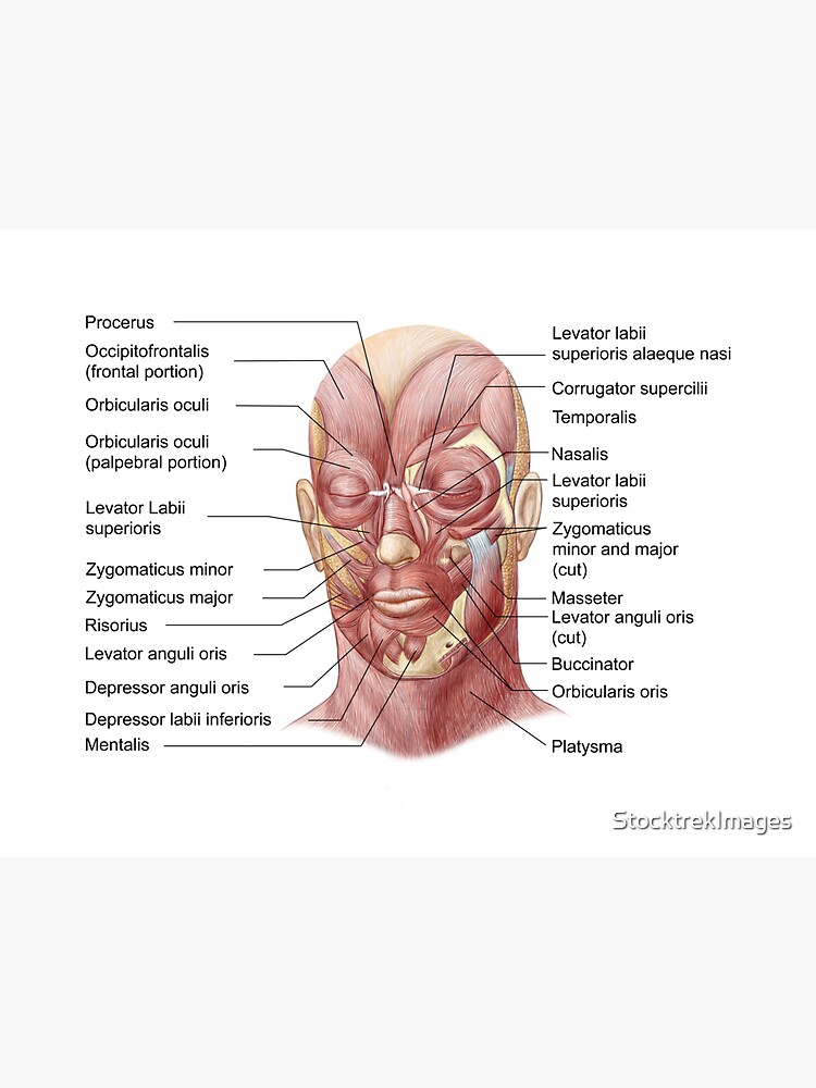 Facial muscles of the human face with labels