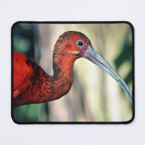 Item preview, Scarlet Ibis designed and sold by Savannah Gibbs.
