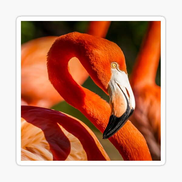 Caribbean Flamingo Portrait Sticker
