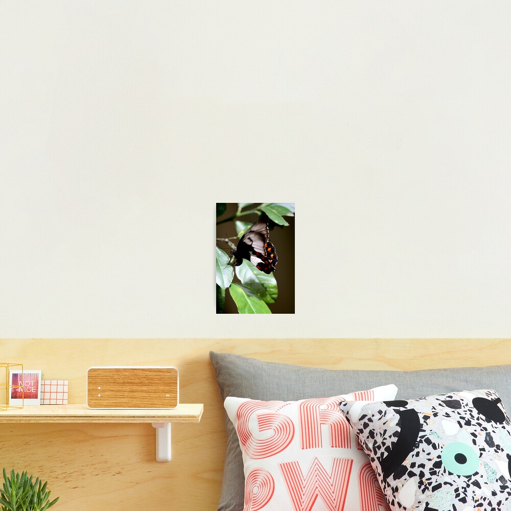 Item preview, Photographic Print designed and sold by KimR18.