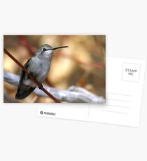 Hummer In Fall Postcards