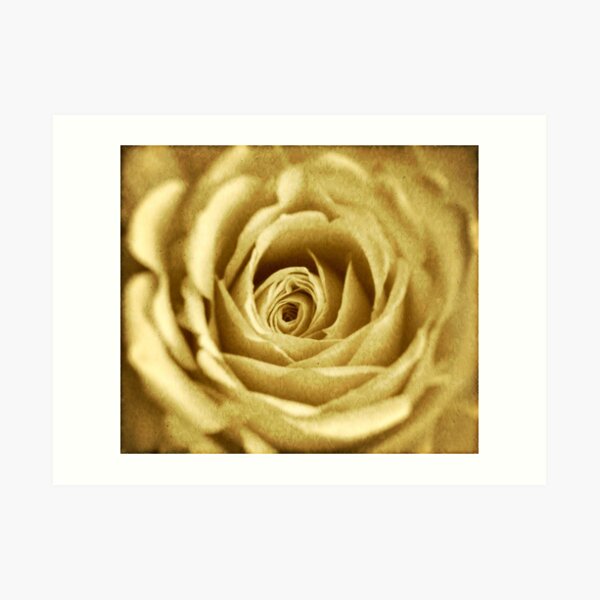 Yellow Rose Art Print