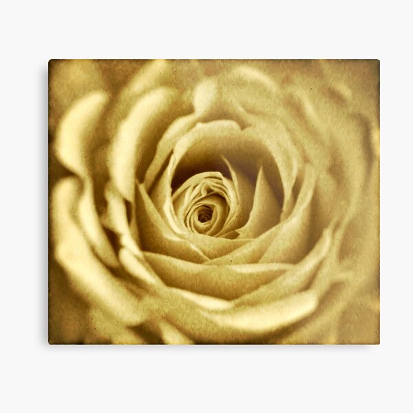 Yellow Rose Metal Print