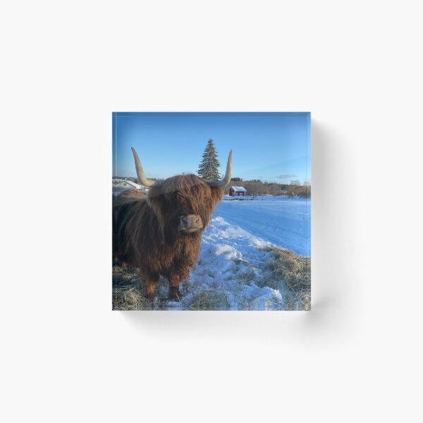 Item preview, Scottish Highland Cattle Cow 3228 designed and sold by SaarelaHighland.