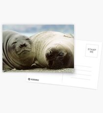 Happy and Content Postcards