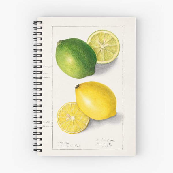 Aperçu de l'œuvre Citrons (Citrus Limon) (1908) par Ellen Isham Schutt. créée et vendue par TSLAB.