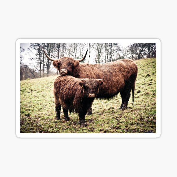 Highland Cows Sticker