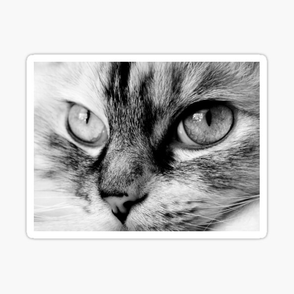 Plotting an Escape Sticker