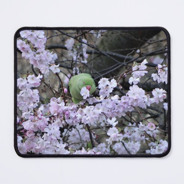 Item preview, Green Rose-ringed Parakeet eating pink cherry blossom designed and sold by TwistedClassics.
