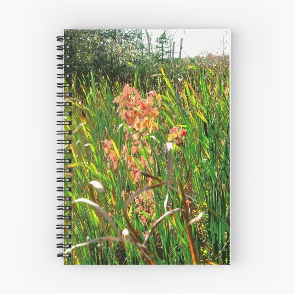 Item preview, Reeds in the Mer Bleue, Ottawa, ON designed and sold by Shulie1.