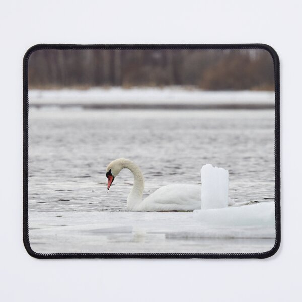 Item preview, Mute swan with ice cube designed and sold by Jouko Lehto Photography.