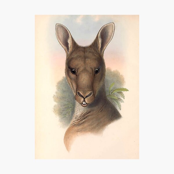 Item preview, Vintage Kangaroo designed and sold by collageDP.