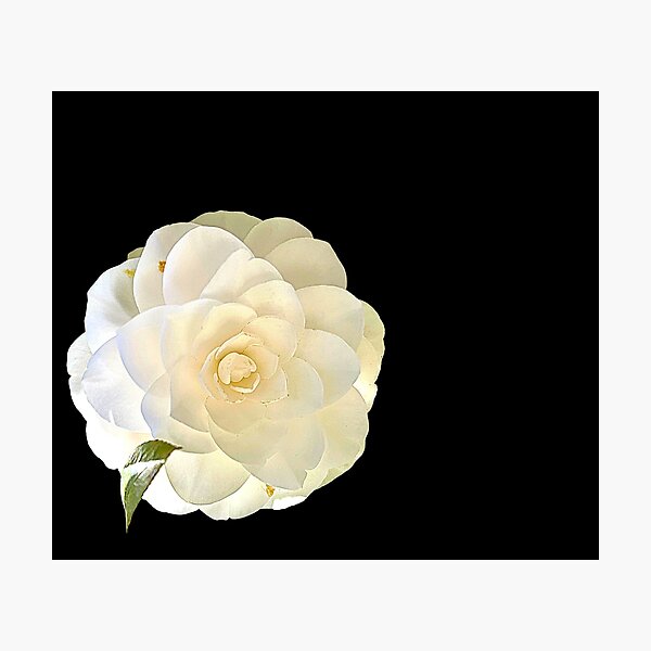 Láminas fotográficas: Flor De Camelia Blanca | Redbubble