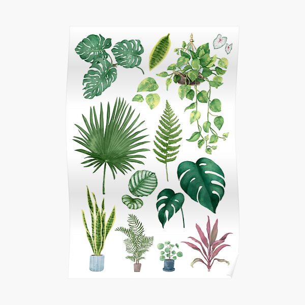 chinese money plant painting