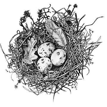 File:Bird's Nest Drawing - Black and White.png - Wikimedia Commons