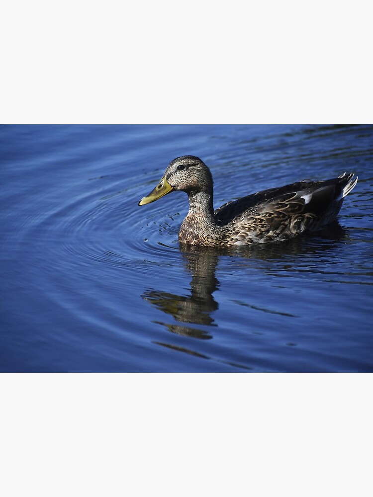 "Duck, Puget Sound " Poster for Sale by jlstackswood Redbubble