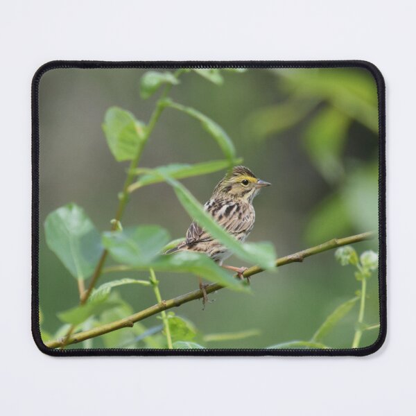Artikelvorschau, Savannah Sparrow entworfen und verkauft von The-PNW-Birder.