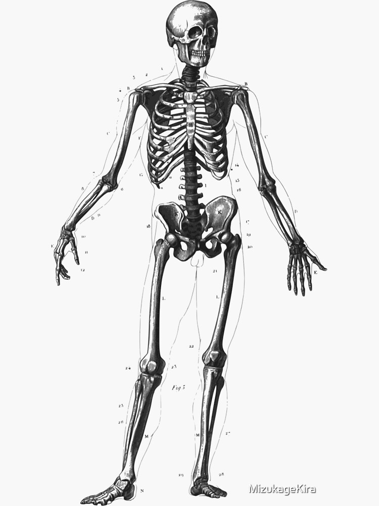 "Skeleton Diagram" Sticker for Sale by MizukageKira Biology Diagrams