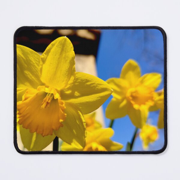 Item preview, The star.(daffodil) designed and sold by elGatCendrer.