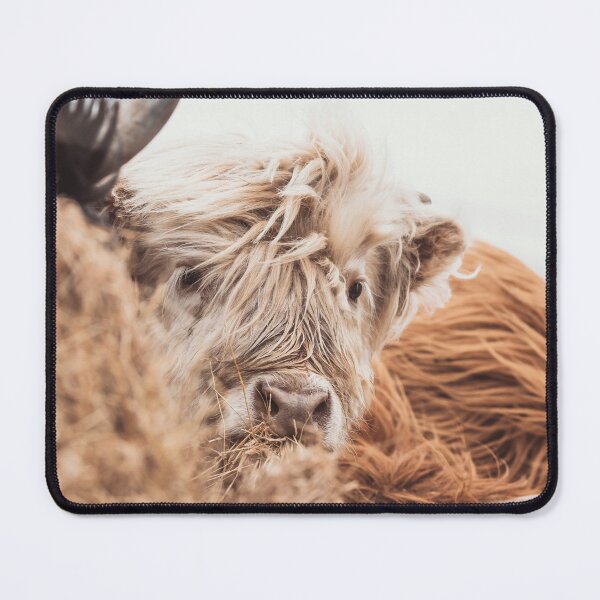 Item preview, Highlander Cows Eating  designed and sold by studio-nie.