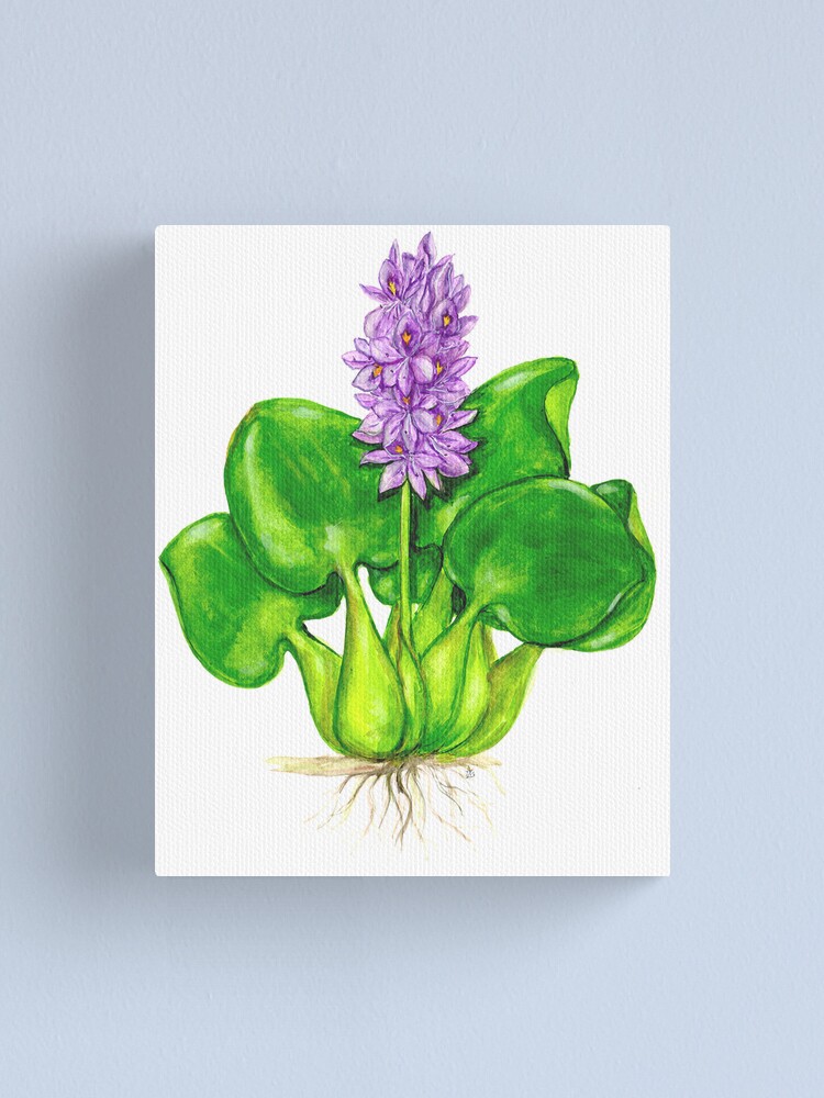 Hyacinth illustration vintage Stock Vector Images - Alamy