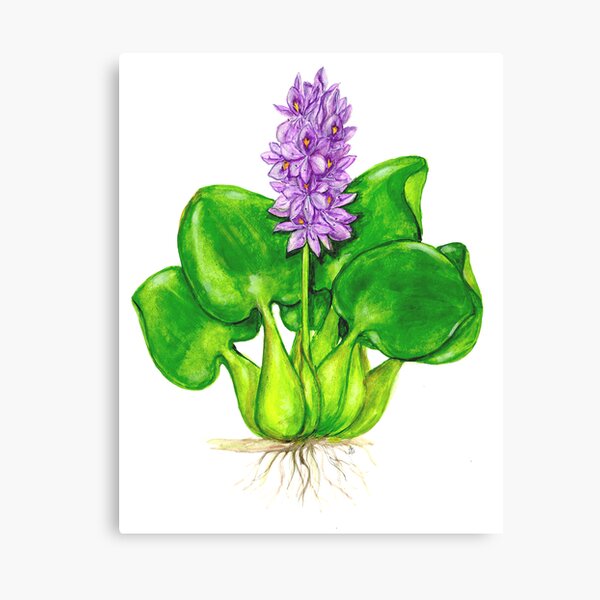 Floral Watercolor And Pen Drawing Of A Hyacinth Flower Vector Pen And Ink  Sketch Eps10 Vector Illustration High-Res Vector Graphic - Getty Images