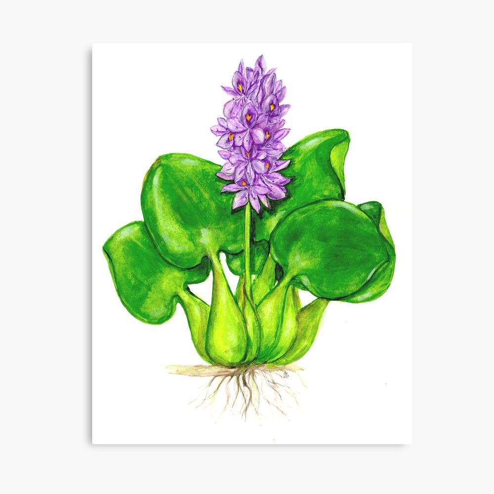 Water Hyacinth - Drawing