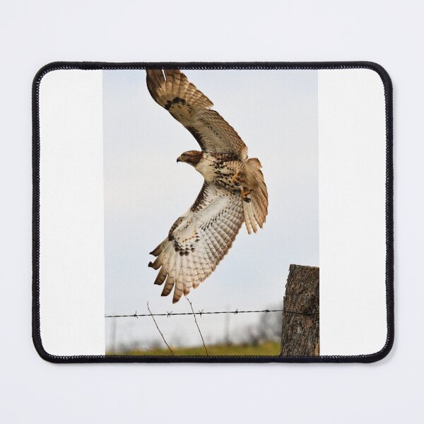 Item preview, Hawk Soaring at Takeoff designed and sold by SEEphotos7171.