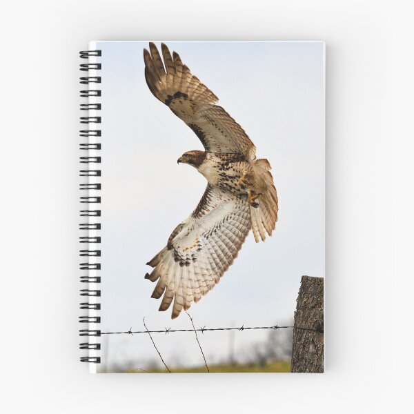 Item preview, Hawk Soaring at Takeoff designed and sold by SEEphotos7171.