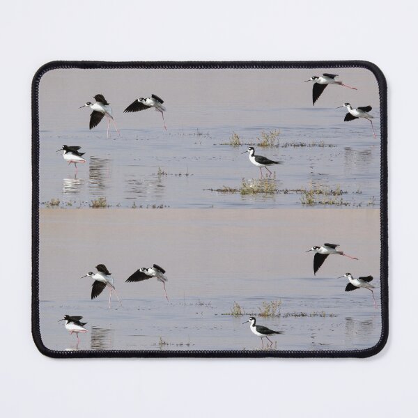 Item preview, Black-Necked Stilts designed and sold by CarolM.